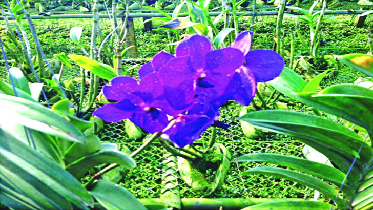 অর্কিডে সম্ভাবনার দ্বার খুলছে