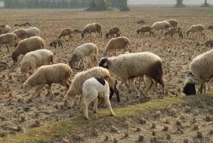 গাড়লে গড়ল ভাগ্য