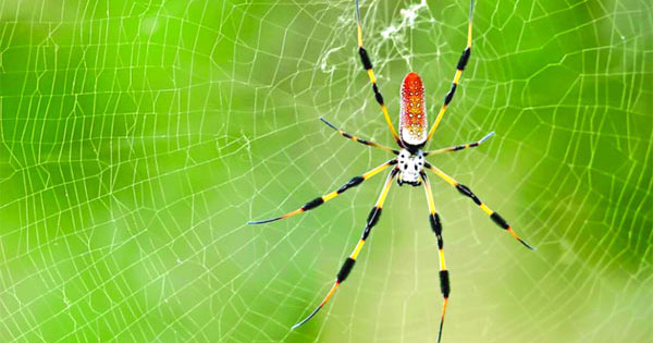 ভায়াগ্রার বদলে ভয়ানক মাকড়সা