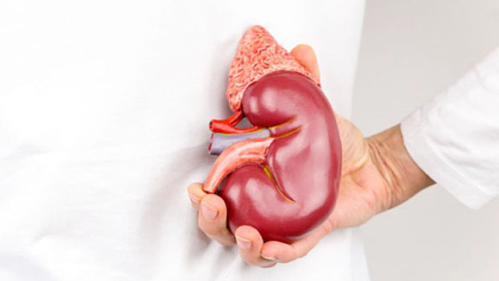 যেসব লক্ষণে বুঝবেন কিডনির আয়ু কমছে