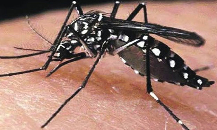 ডেঙ্গু: স্বাস্থ্য মন্ত্রণালয়ের উপ-সচিবের স্ত্রীসহ তিনজনের মৃত্যু