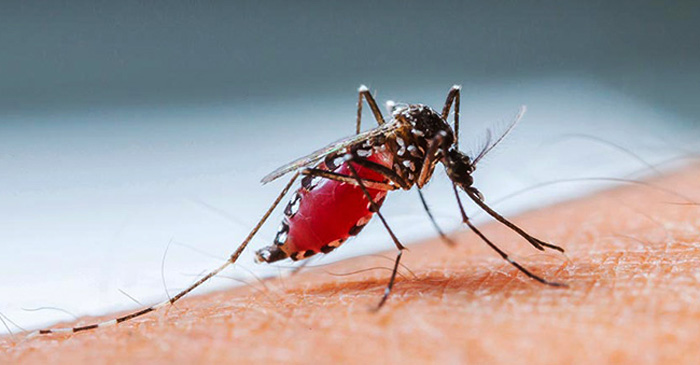 ডেঙ্গুর লক্ষণ, প্রতিকার ও প্রতিরোধের উপায় জেনে নিন