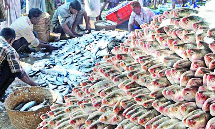 ইলিশের উৎপাদন ৫ লাখ টন ছাড়িয়েছে