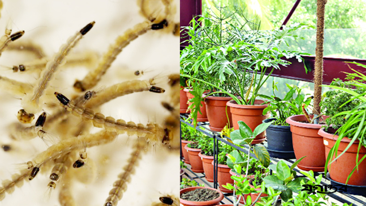 ডেঙ্গু মশার লার্ভা ধ্বংসের ঘরোয়া উপায়