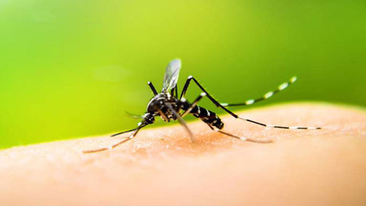 যে কারণে মহামারি রুপ নিয়েছে ডেঙ্গু