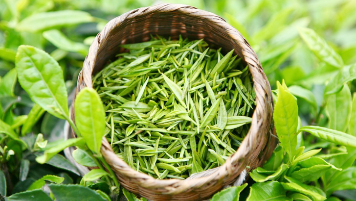 ত্বকের রোদে পোড়া দাগ দূর করবে যে পাতা