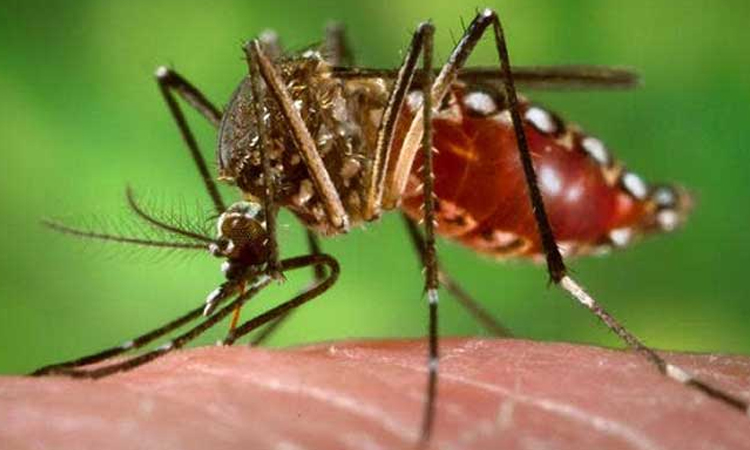 ডেঙ্গু রোগীর সংখ্যা ২০ শতাংশ কমেছে